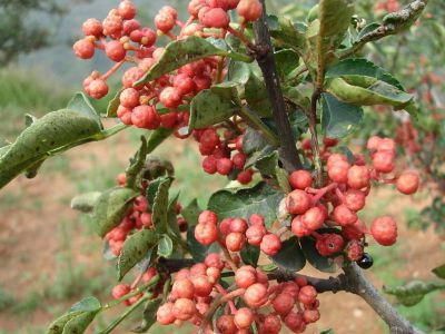 火鍋底料代加工_花椒產(chǎn)地