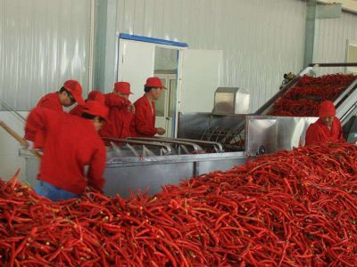 重慶火鍋底料加工廠(chǎng)_辣椒原材料